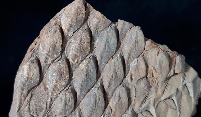 Lepidodendron cf. aculeatum STERNBERG 1820 - Bild © FossNet FossilienStore